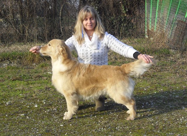 Dog picture