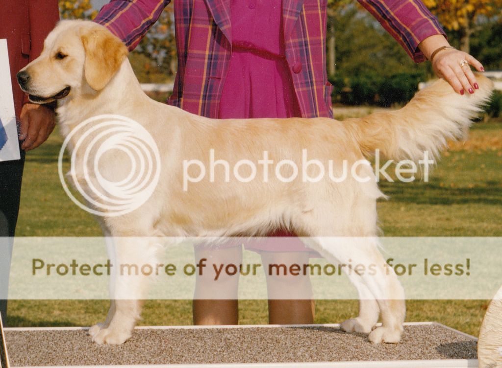 Dog picture