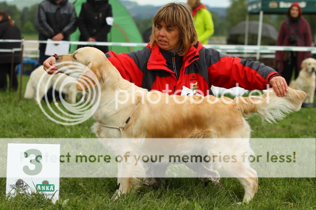 Dog picture