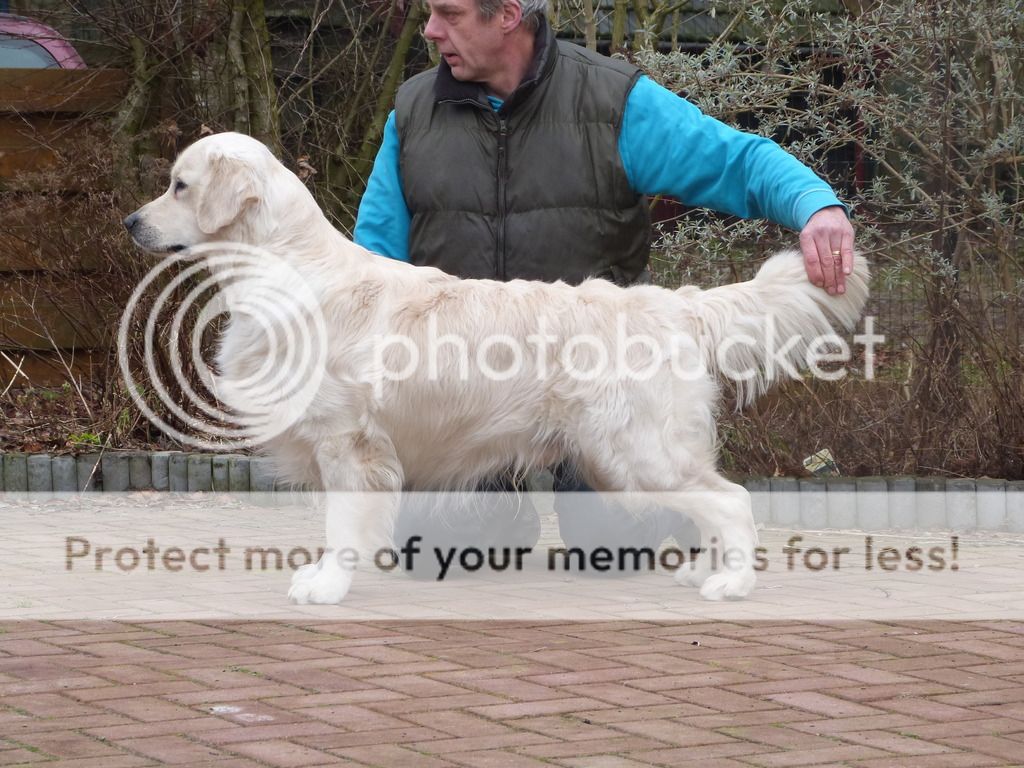 Dog picture