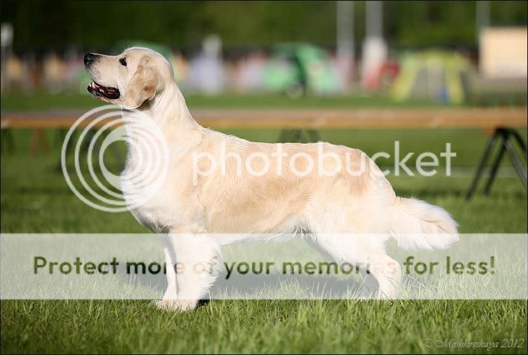 Dog picture