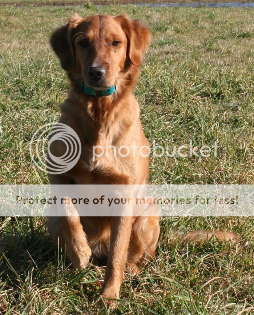 Dog picture