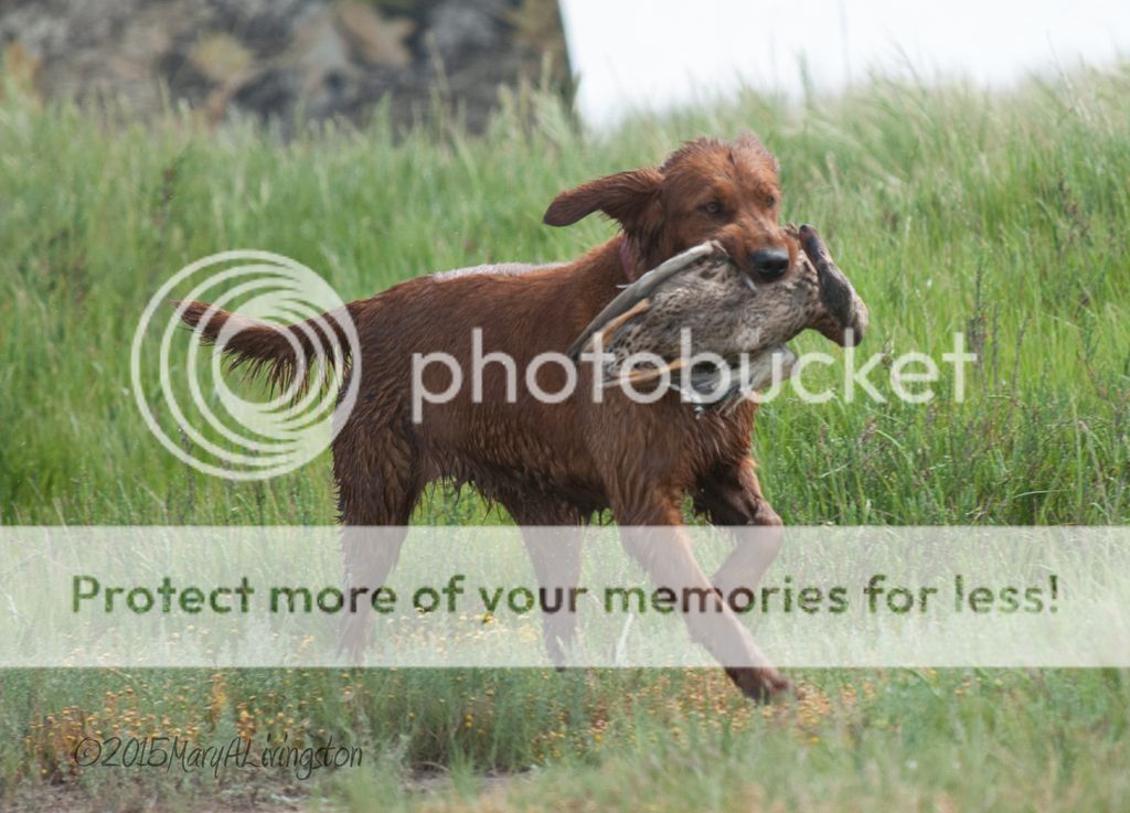 Dog picture