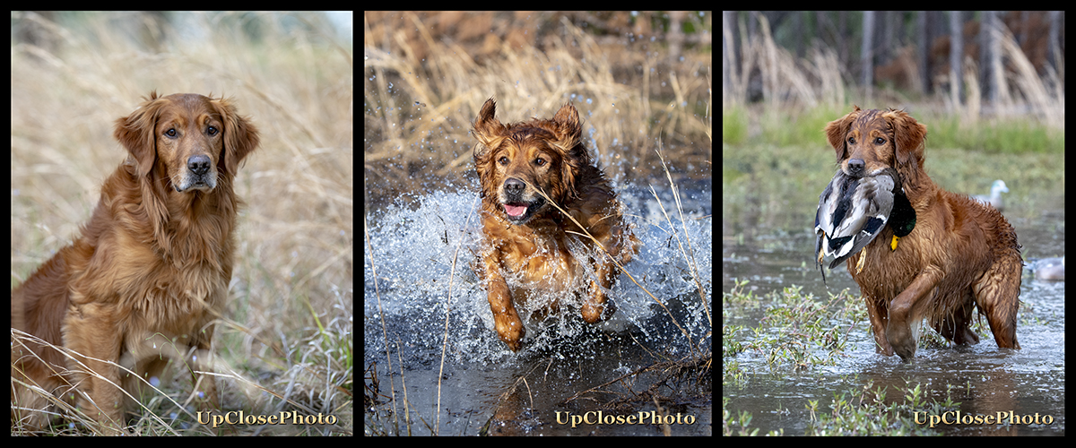 Dog picture