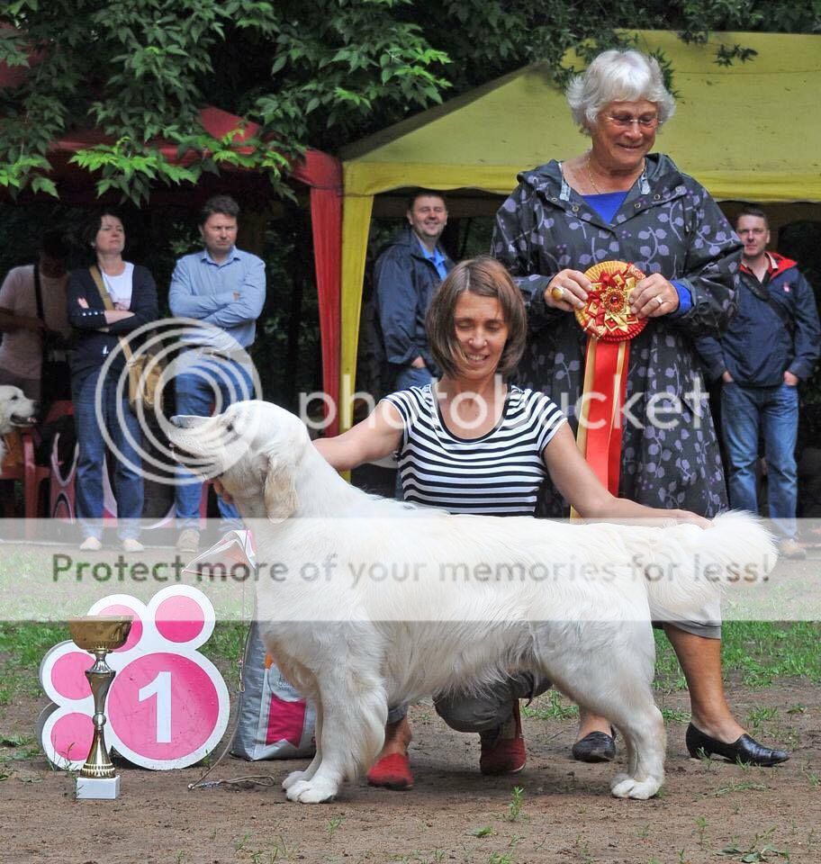 Dog picture