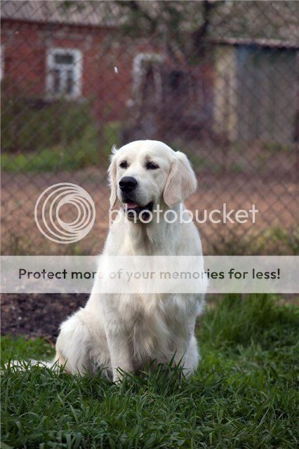 Dog picture
