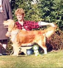 Dog picture