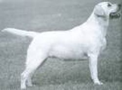 Dog picture