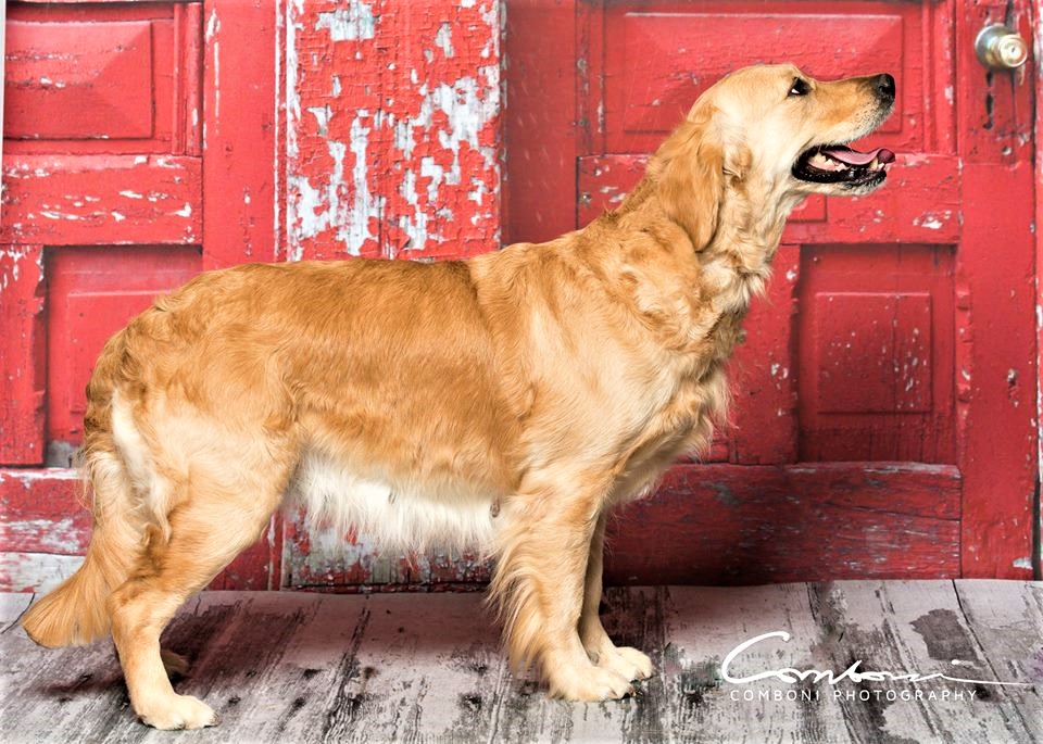 Dog picture