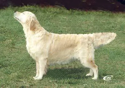 Dog picture