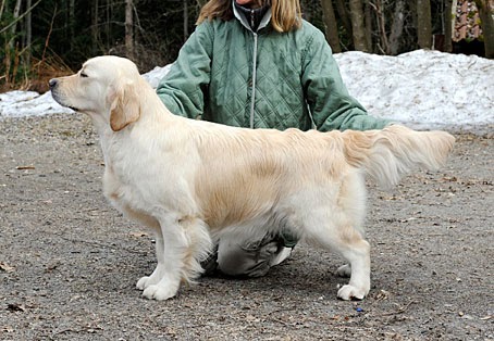 Dog picture