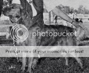 Dog picture