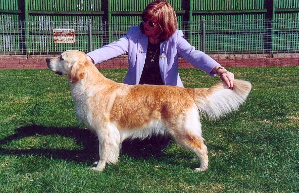 Dog picture