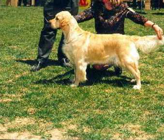 Dog picture