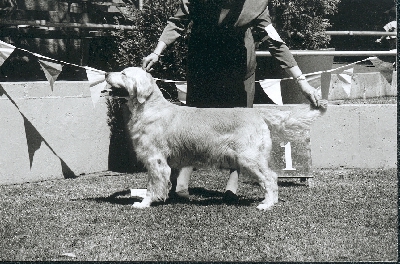 Dog picture