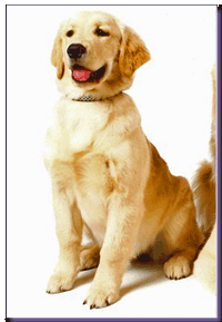 Dog picture