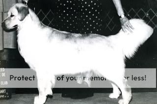 Dog picture