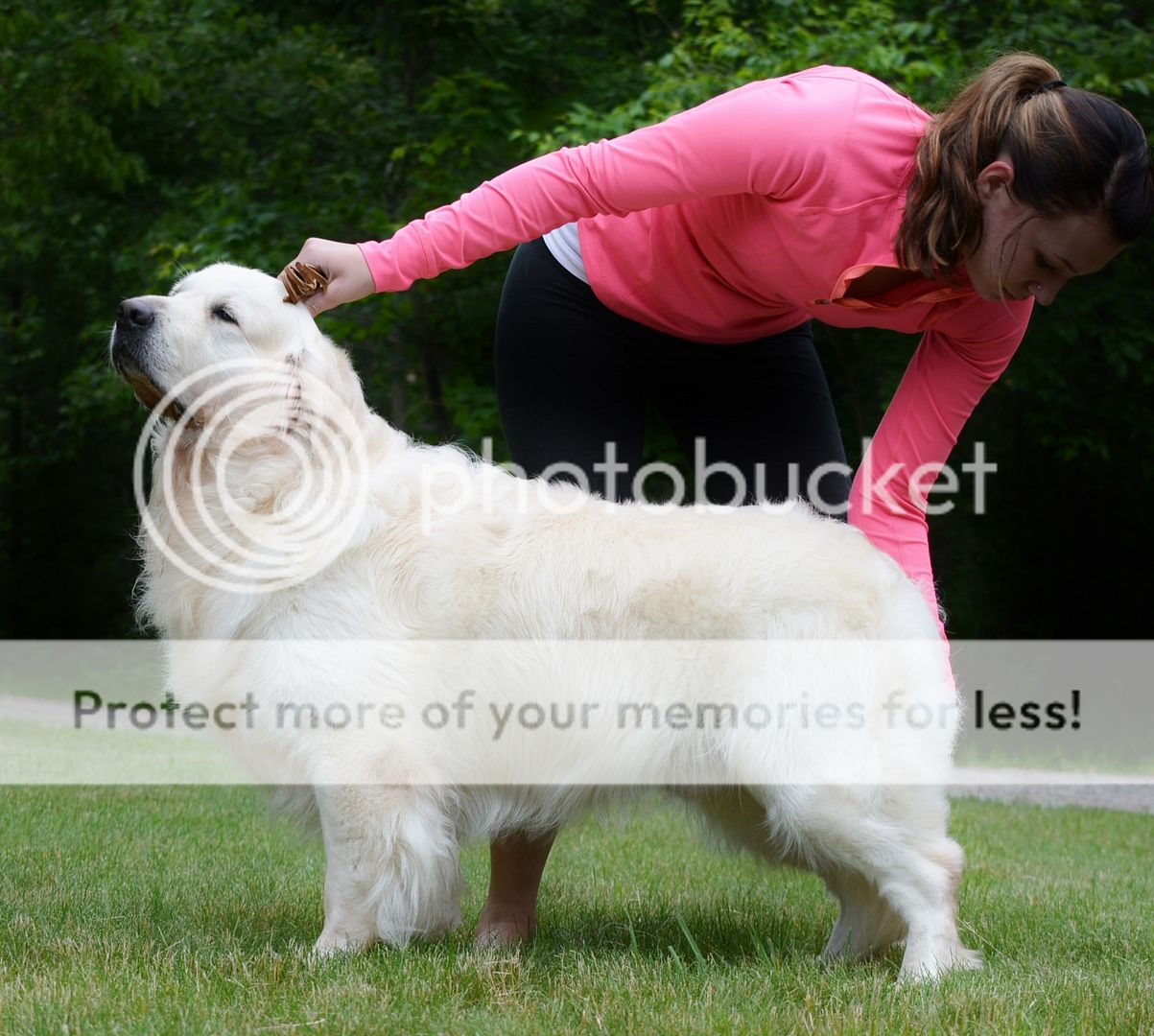 Dog picture