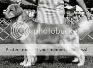 Dog picture