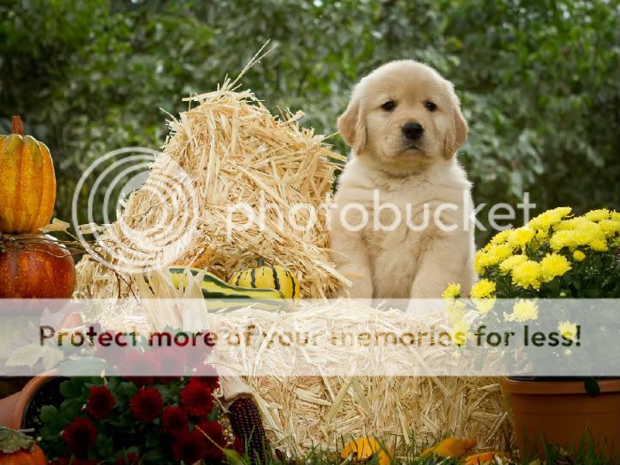 Dog picture