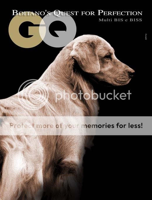 Dog picture