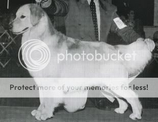 Dog picture