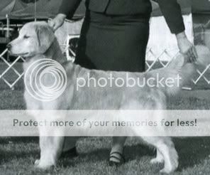 Dog picture