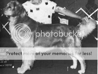Dog picture