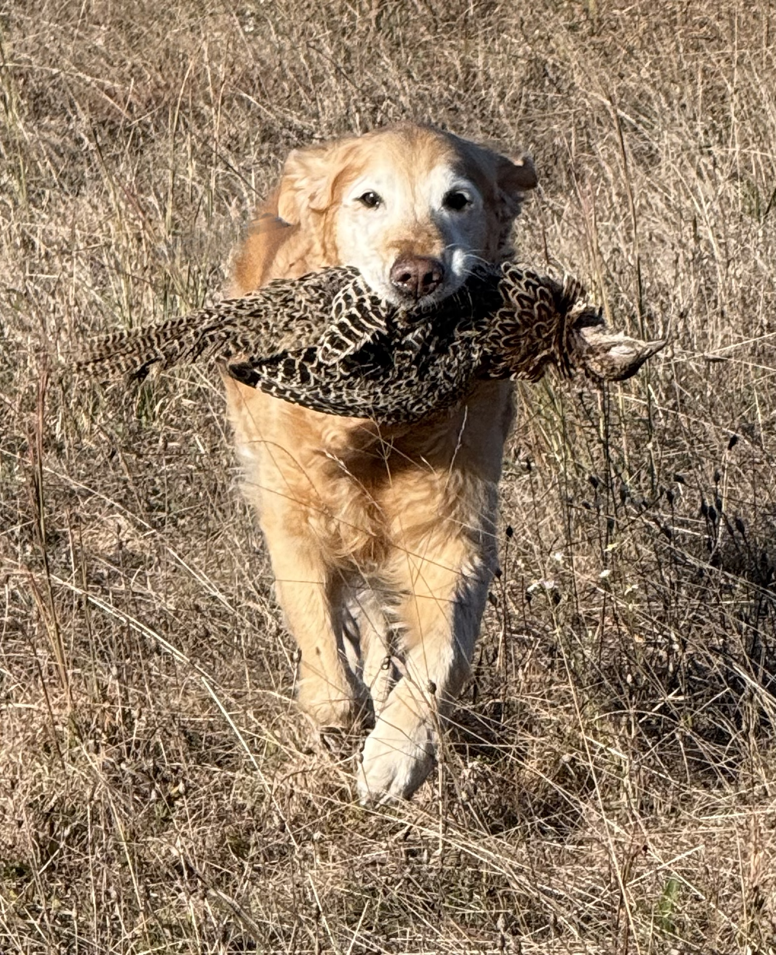 Dog picture