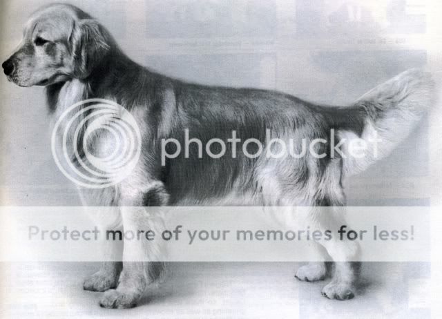 Dog picture
