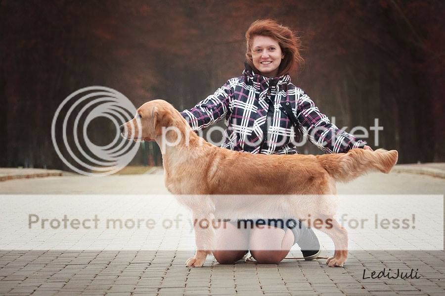Dog picture
