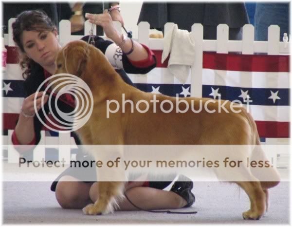 Dog picture