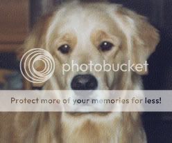 Dog picture