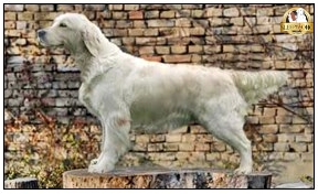 Dog picture