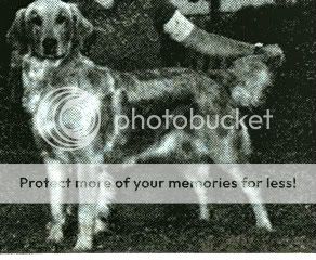 Dog picture