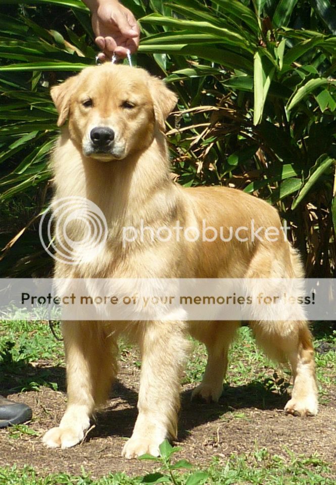 Dog picture