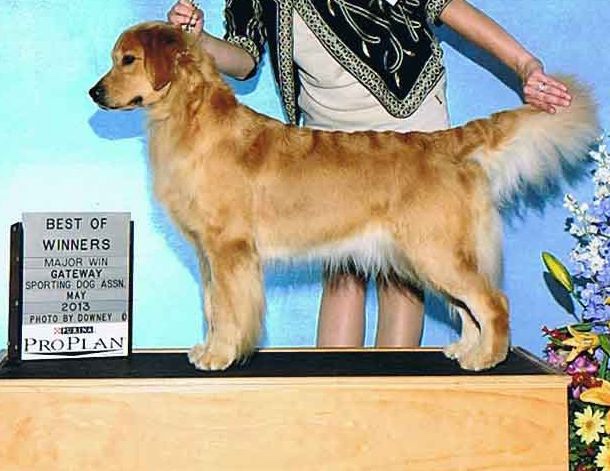 Dog picture