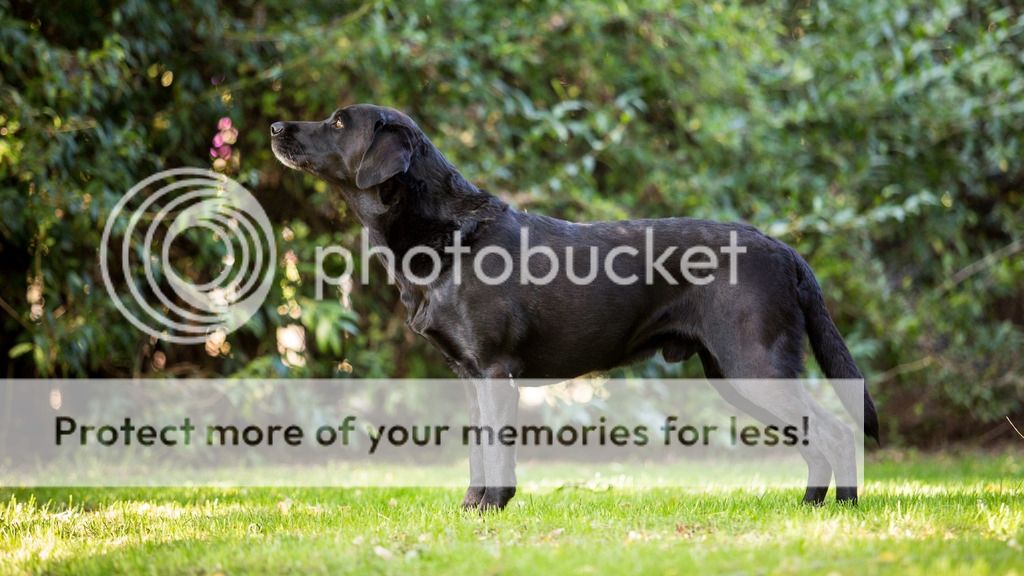 Dog picture