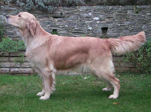 Dog picture