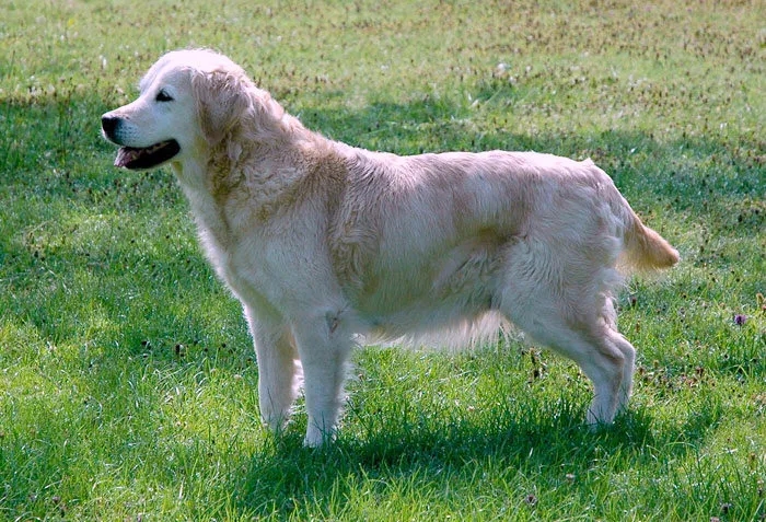 Dog picture