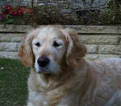 Dog picture