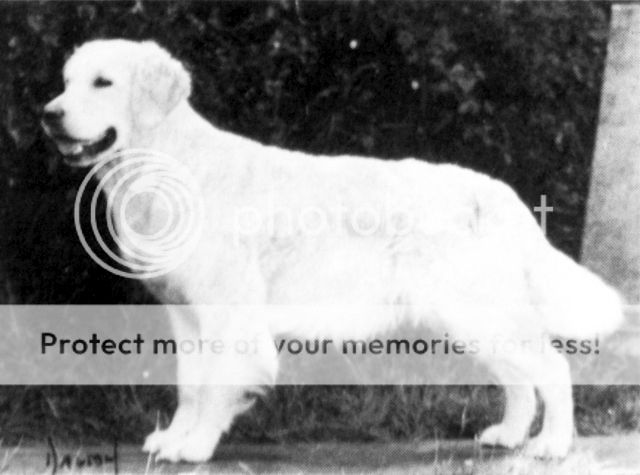 Dog picture