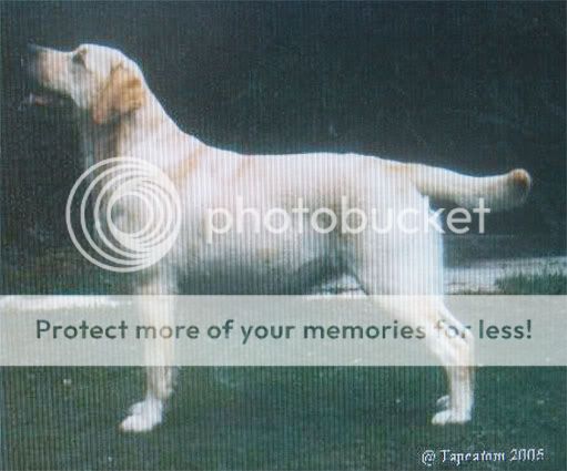 Dog picture