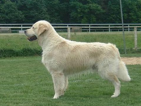 Dog picture
