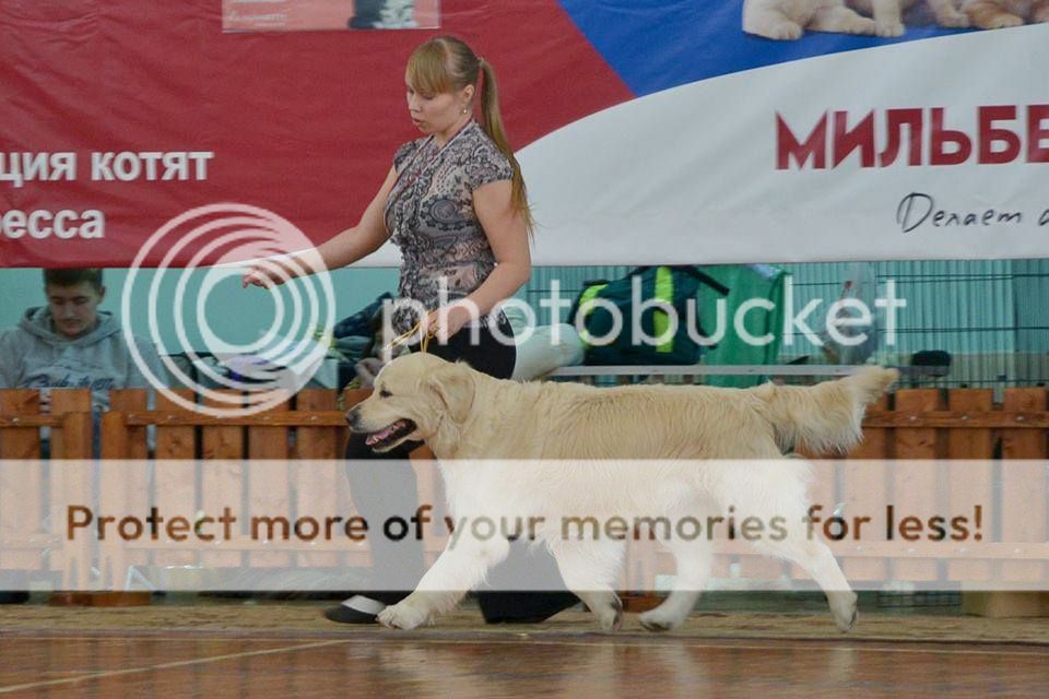 Dog picture