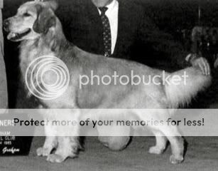 Dog picture
