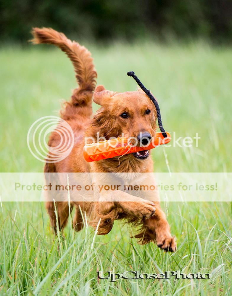 Dog picture