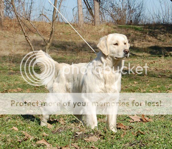 Dog picture