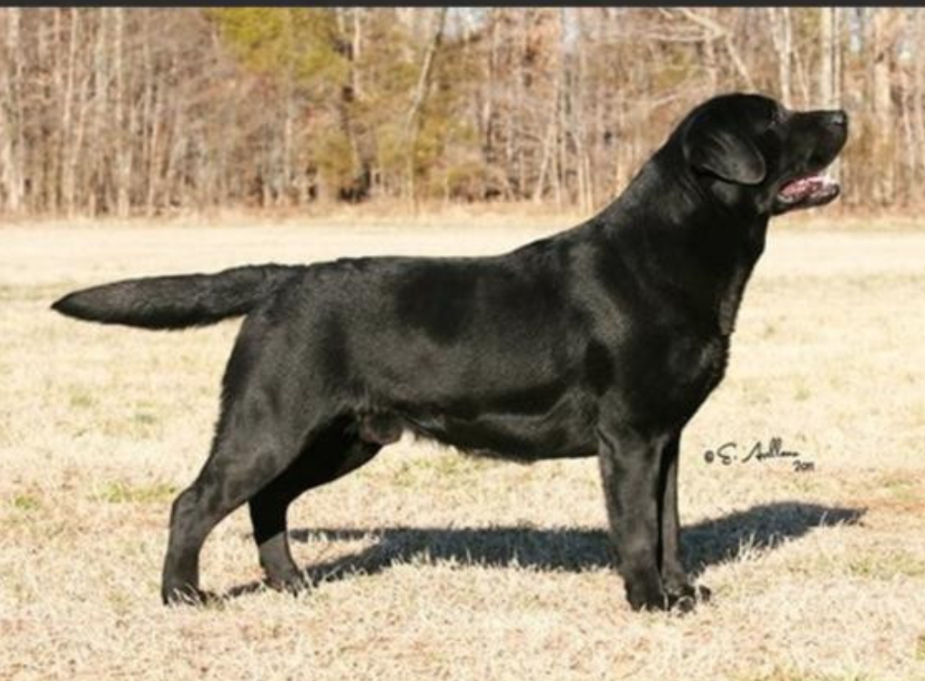 Dog picture