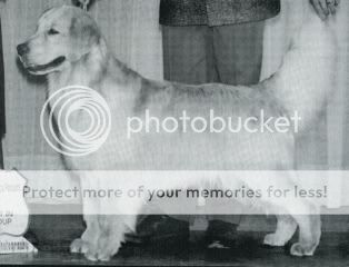 Dog picture